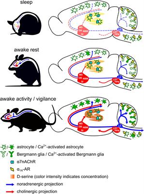 Potential and Realized Impact of Astroglia Ca2 + Dynamics on Circuit Function and Behavior